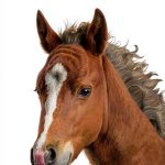 Aladdin's Children's Horse Book for Kids, Ages 3-7, English Edition-0