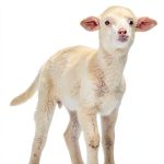Puffin Books Vet Volunteers Book 17 Farm Adventure for Kids 8-12-0